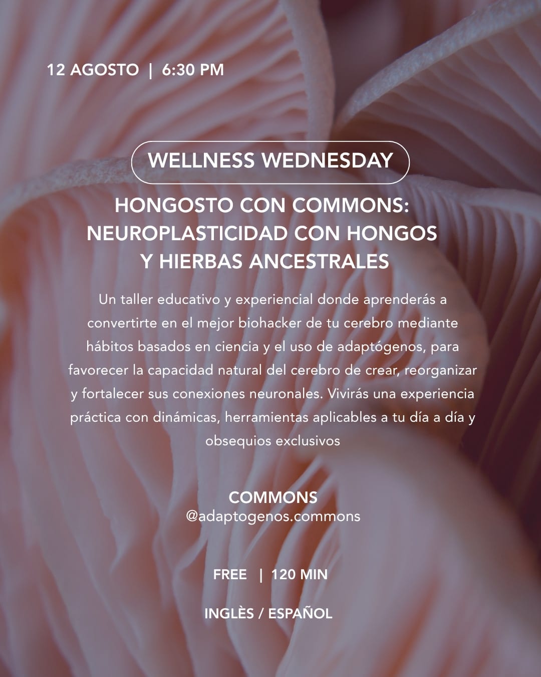 Koti Condesa August 12 2026 Hongosto con Commons event flyer